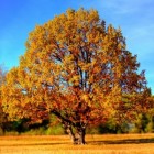 Herfst: wat we kunnen leren van de natuur
