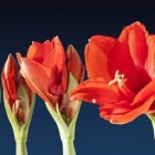 Amaryllis of hippeastrum: spectaculaire bloemen in huiskamer