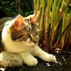 Middelen om katten uit de tuin te houden