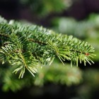 Kerstboom: Welke boomsoort moet je kiezen?