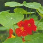 Oost-Indische kers  eetbare plant tropaeolum
