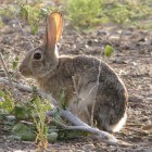 Wilde konijnen in de tuin, welke planten eten konijnen niet?