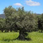 De mooie olijfboom