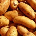 Tuinieren; tips en trucs voor het telen van aardappels