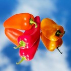 Tuinieren: tips en trucs voor het telen van paprika