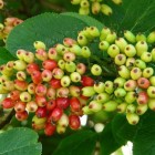 Viburnum: groenblijvende en bladverliezende heesters