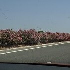 De oleander plant geeft ook in Nederland mooie bloemen