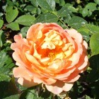 Rozen - Engelse rozen