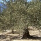 Land bewerken onder de olijfboom