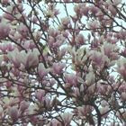 Heesters - Magnolia, Rododendron en Sering