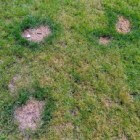 Hondenplas vernielt het gras - wat te doen?