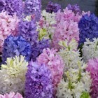 Bloembollen - blauwe druifje, hyacint en iris