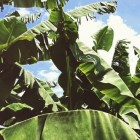 Bananenplant in de tuin: plaats, groei en overwinteren
