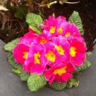 Primula: een vrolijke voorjaarsbloeier (binnen en buiten)