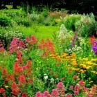 Hoe zorg ik voor een bloemrijke tuin?