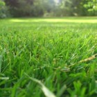Hoe zaai ik gras of hoe leg ik een grasmat aan?