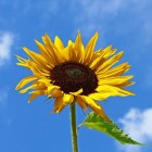 Hoe kan ik het beste zonnebloemen zaaien?