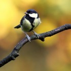 Welke vogelsoorten kan men in tuinen aantreffen?