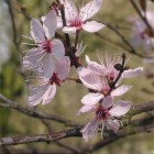 Boom voor de kleine tuin: Prunus cerasifera 'Nigra'