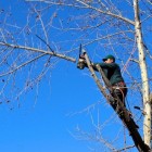 Bomen laten snoeien door een Tree Worker of boomverzorger