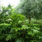 Schaduwplanten voor droge grond onder bomen en struiken