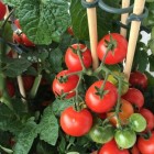 Hoe verzorg ik een tomatenplant?