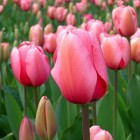 Tulpen: De geschiedenis van de tulp en bekende soorten