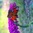 Herfstbloeiende struiken: Buddleja of vlinderstruik