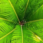 De Palm, koningin in het plantenrijk