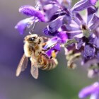 Salie (Salvia officinalis)