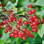 Uw eigen moestuin: Aalbessen