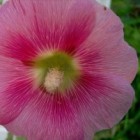 Tuinplanten top twintig: gegarandeerd succes!