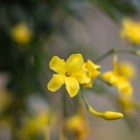 Winterjasmijn met haar prachtige gele bloemen
