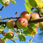 Wormstekigheid en bladvraat bij appelbomen