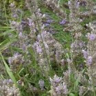 Lavendel kopen en dan genieten van de geur