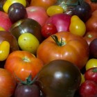 Tomaten uit eigen tuin smaken het lekkerst