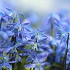Blauw bloeiende struiken, vaste planten en bloembollen