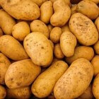 Aardappels kweken in 10 stappen