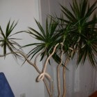 Drakenplant (Dracaena Marginata): verzorgen en stekken
