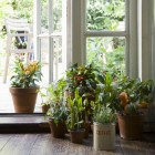 Kamerplanten: kopen van een kamerplant