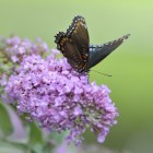 Meer vlinders in uw tuin