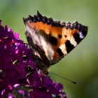 Meer vlinders in de tuin