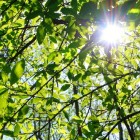 Bomen snoeien: hoe en waarom