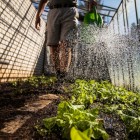 Milieuvriendelijk compost tegen ziekten in onze moestuin