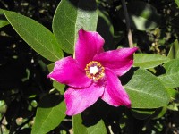 Lagunaria patersonii / Bron: Stickpen, Wikimedia Commons (Publiek domein)