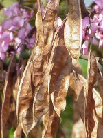 Peulen met daarachter de bloemen van de Judasboom (Cercis) / Bron: Kurt Stber [1], Wikimedia Commons (CC BY-SA-3.0)