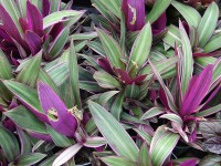 Tradescantia spathacea / Bron: Forest & Kim Starr, Wikimedia Commons (CC BY-3.0)