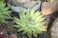 Echeveria agavoides / Bron: Cliff from Arlington, Wikimedia Commons (CC BY-2.0)