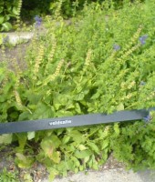 Salvia pratensis/veldsalie / Bron: Foto infoteur