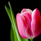 Tulpen, hoe blijven tulpen langer mooi, slaphangen tegengaan
